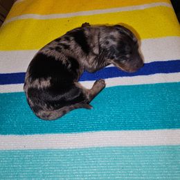 Jack - Dapple male Dachshund puppy in Strong, Arkansas from Dachshunds R Us