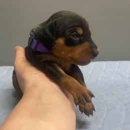 Diasy - Black and tan female Miniature Pinscher puppy in Lancaster, Missouri from White Stone Ranch