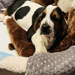 Basset Hound Puppies from Russell Bassets