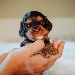 Pink Collar - Brown and tan female Cockapoo puppy in Missoula, Montana from Big Sky Cockapoos