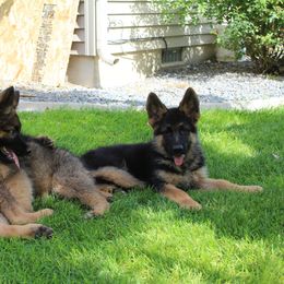 German Shepherd Puppies from vom Haus am Lerchenweg