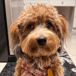 MAGGIE - Aussiedoodle