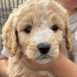 Girl 1 - female Goldendoodle puppy in Pasco, Washington from Elm Road Farms