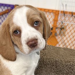 Bell of the Ball (Bella) - Beagle puppy in Hillsboro, Oregon from Willamette Valley Beagles