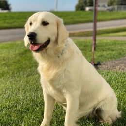 Beauty - Golden Retriever