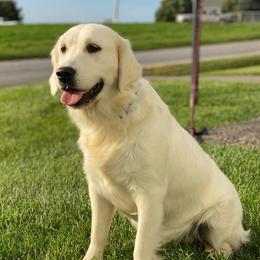 Beauty - Golden Retriever