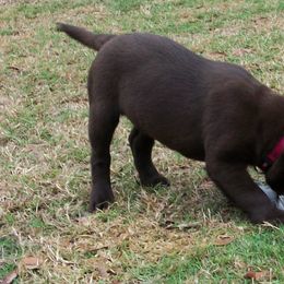 Labrador Retriever Puppies from Shadybry Labradors