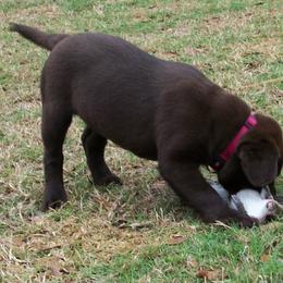 Labrador Retriever Puppies from Shadybry Labradors