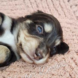 Mounds - Chocolate and cream male Dachshund puppy in Panama City, Florida from Harbor Doxies