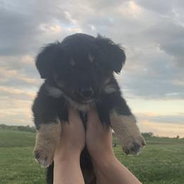 American Corgi, Australian Shepherd, and Pembroke Welsh Corgi Puppies from Fluffy Butt Acres