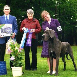 Great Dane All Grown Up from WYSIWYG Great!Danes