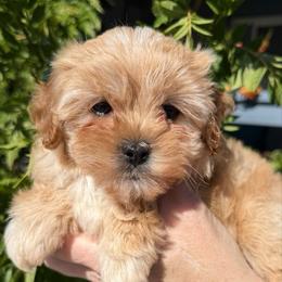 Rose - Red female Cavapoo puppy in Tucson, Arizona from Adored Poodle & Doodles
