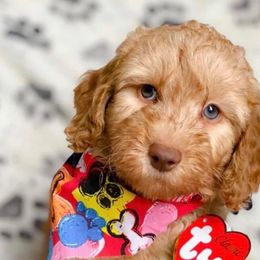 Double Doodle and Goldendoodle Puppies from My Favorite Doodle