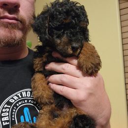 Flower - Phantom male Poodle puppy in San Tan Valley, Arizona from Desert Storm Poodles