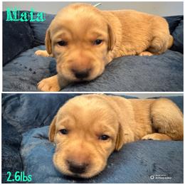 4th pick open  (picks are done at pick up time) - Yellow female Labrador Retriever puppy in Hartly, Delaware from Triple Threat Labradors