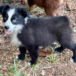 Boone - Black & white male Miniature Australian Shepherd puppy in Patterson, North Carolina from DreamLine Aussies