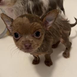 Bracco Italianos and Chihuahuas from Snow Peak Kennel