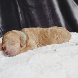 Goldendoodle Puppies from Angel's Doodles