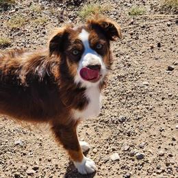 Fancy - Miniature Australian Shepherd