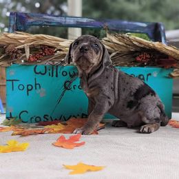 Catahoula Leopard Dog Puppies from Winged Catahoulas