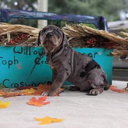 Catahoula Leopard Dog Puppies from Winged Catahoulas