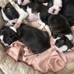 Aquata - Black brindle and white female Boston Terrier puppy in London, Kentucky from Antjie Boston