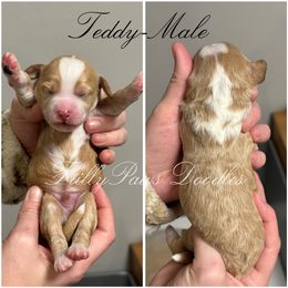 Goldendoodle Puppies from FrillyPaws Doodles