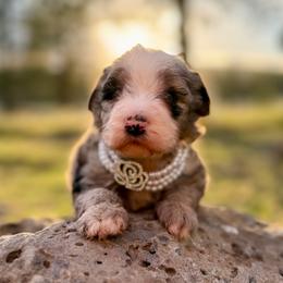 Vail - female Australian Mountain Doodle puppy in Lookout, California from Remington Kennels, LLC