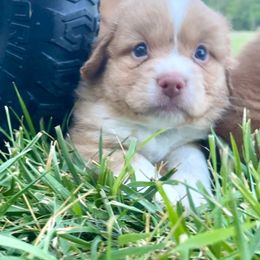 Heather - Red female Nova Scotia Duck Tolling Retriever puppy in Topeka, Kansas from Juniper Tollers