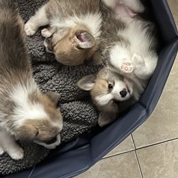 Companion Cross Puppies from Chilipoms