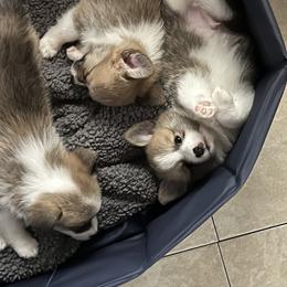 Companion Cross Puppies from Chilipoms