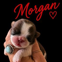 Morgan - Red and white male Shih Tzu puppy in Big Sandy, Texas from Heart and Soul Shih Tzu