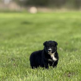 Doritos - Black tri-color female Australian Shepherd puppy in Argyle, Iowa from Country Time Kennels