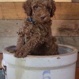 Poodle Puppies from Red Barn Moyen Poodles