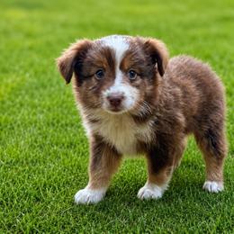Sasha - Red tri female Miniature Australian Shepherd puppy in Lakeport, California from Akins Aussies/Wild Rose Ranch