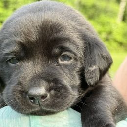 Countess Sablemane - Black female Labrador Retriever puppy in Richmond, Maine from King K9 Academy