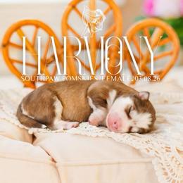 Harmony - Red and white female Pomsky puppy in Mattoon, Illinois from Southpaw Pomskies