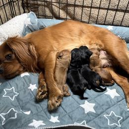 Montana - Black and tan female Cavalier King Charles Spaniel puppy in Lula, Georgia from Cavaliers by Crumley