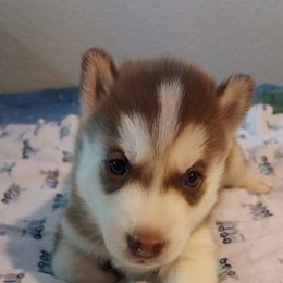 Landeskog - Siberian Husky puppy in Las Vegas, Nevada from Tranton Kennels