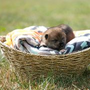 Boy 4 - Sesame Shikoku puppy in Pennsylvania from Aoiyama Sou Shikoku Kennel