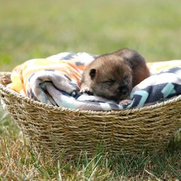 Boy 4 - Sesame Shikoku puppy in Pennsylvania from Aoiyama Sou Shikoku Kennel