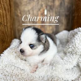Charming - Black and white male Pomsky puppy in Grass Valley, California from Karalot Pomskies