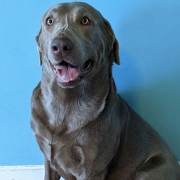 Dilute Retrievers and Labrador Retrievers from Douglas Dog Haus