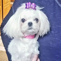 Katalina - Maltese