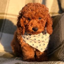 Sunny - Red male Assorted Doodle Crosses puppy in Yuba City, California from Lucky Day Doodles