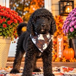 Stefan - Black male Goldendoodle puppy in Petersburg, West Virginia from Wv Diva Doodles