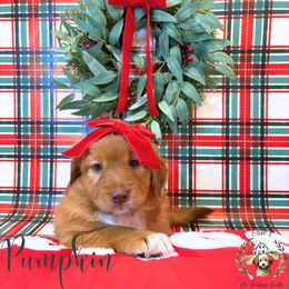 Pumpkin - Red female Aussiedoodle puppy in Land O' Lakes, Florida from Olive’s Little Farmhouse Doodles