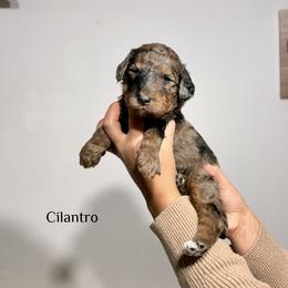 Cilantro - Merle male Bernedoodle puppy in Pennsylvania from Bells Bernedoodles