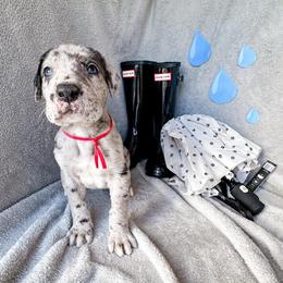 Sawyer - Merle male Great Dane puppy in Climax, Michigan from Beaver Creek Danes