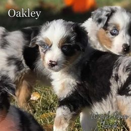 Oakley - Blue merle male Miniature American Shepherd puppy in Ellensburg, Washington from Wiggle Rump Ranch